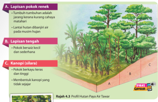 Faktor Mempengaruhi Hutan Hujan Tropika Sloppyploaty