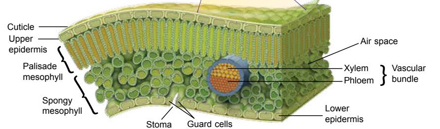 Leaf Structure