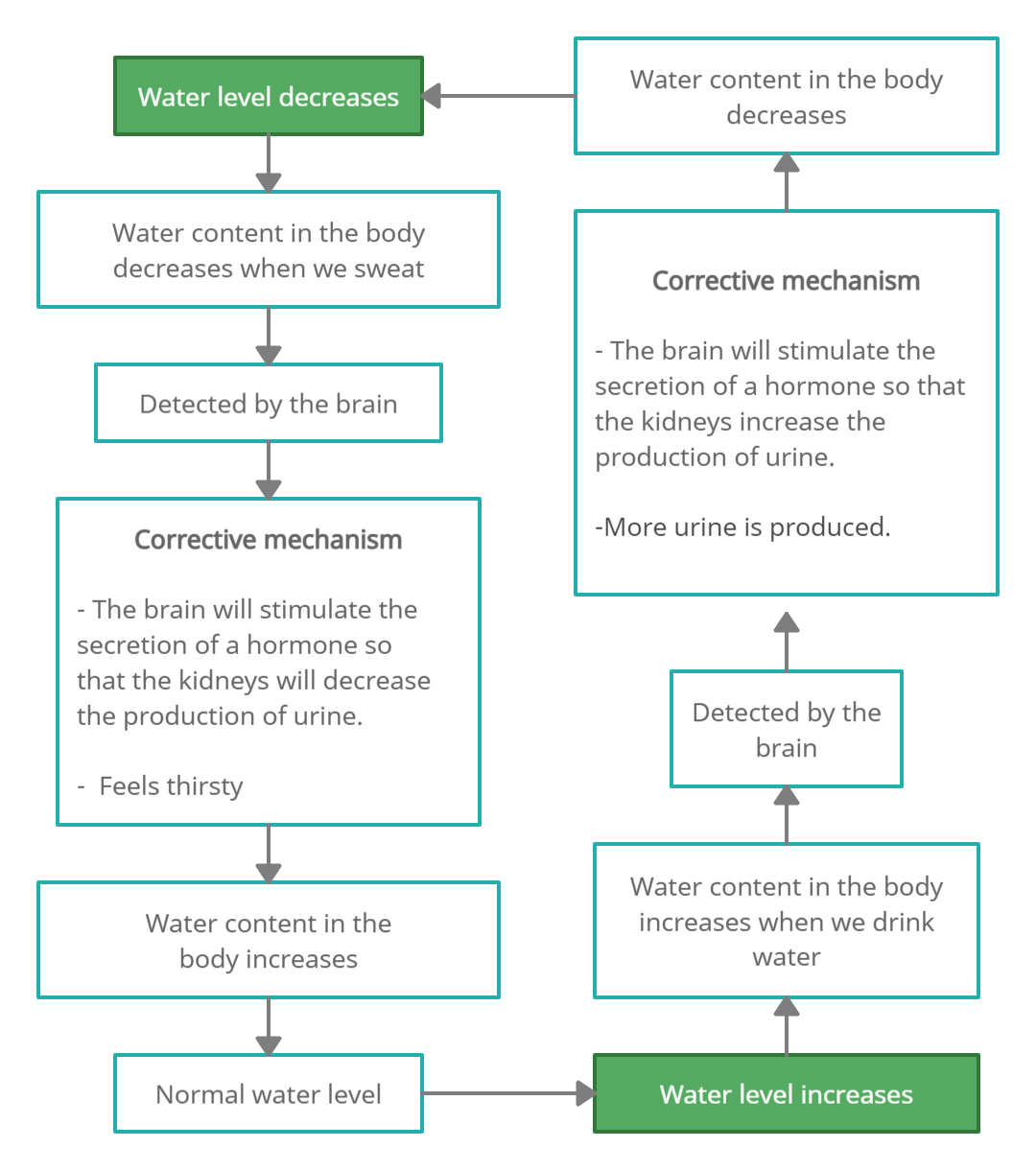 Homeostasis In Living Things