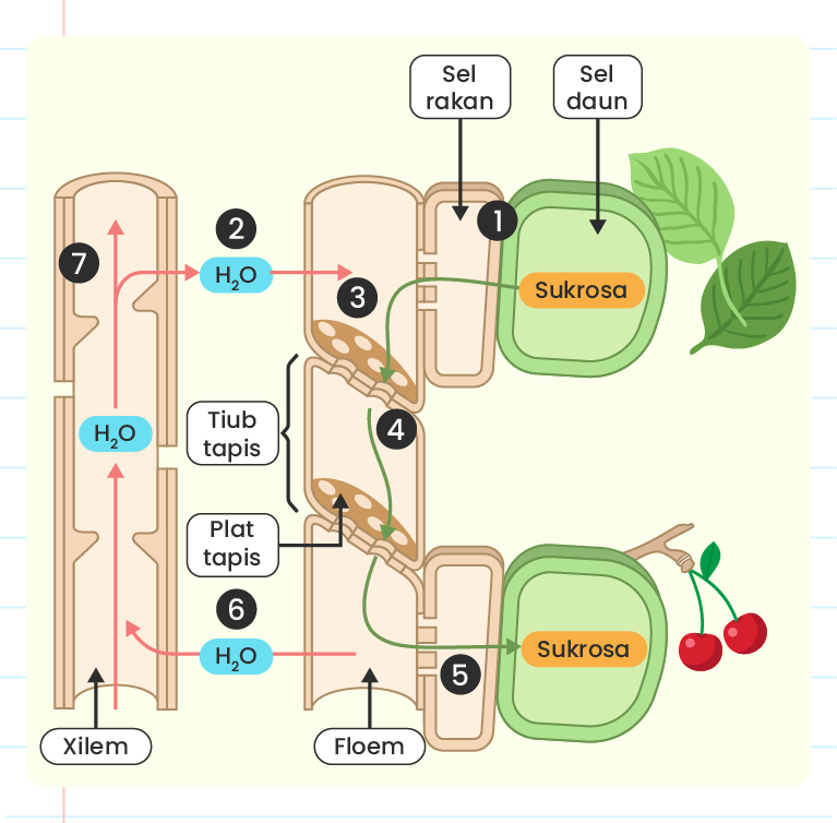 Imej ini menunjukkan proses pengangkutan sukrosa dalam tumbuhan. Terdapat dua sel utama yang ditunjukkan: sel daun dan sel rakan. Sukrosa (berlabel oren) dihasilkan dalam sel daun (1) dan dipindahkan ke tiub tapis (3) melalui sel rakan. Air (H2O) dari xilem (7) masuk ke dalam tiub tapis (2), menyebabkan tekanan hidrostatik yang membantu menggerakkan sukrosa ke bawah tiub tapis (4). Sukrosa kemudian dipindahkan ke sel penerima (5), seperti buah ceri yang ditunjukkan. Air (H2O) kembali ke xilem melalui plat tapis (6).