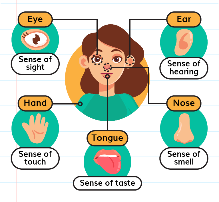 What Are The Five Senses Humans Have