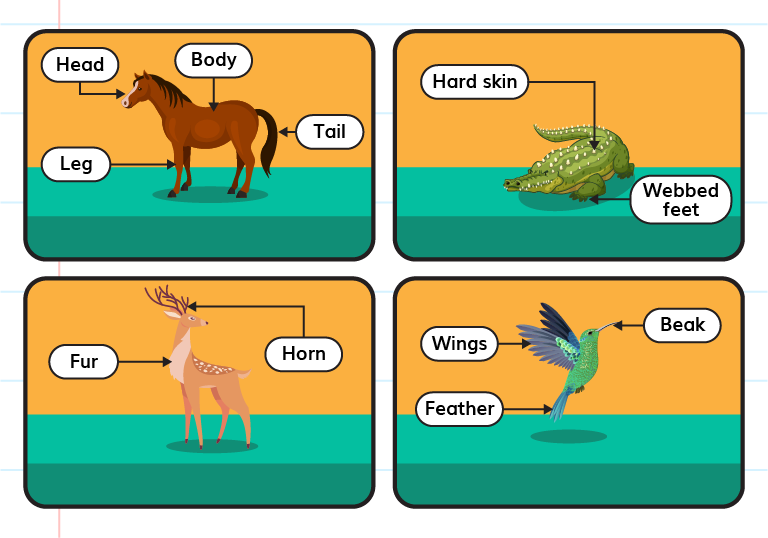 Parts Of Animals