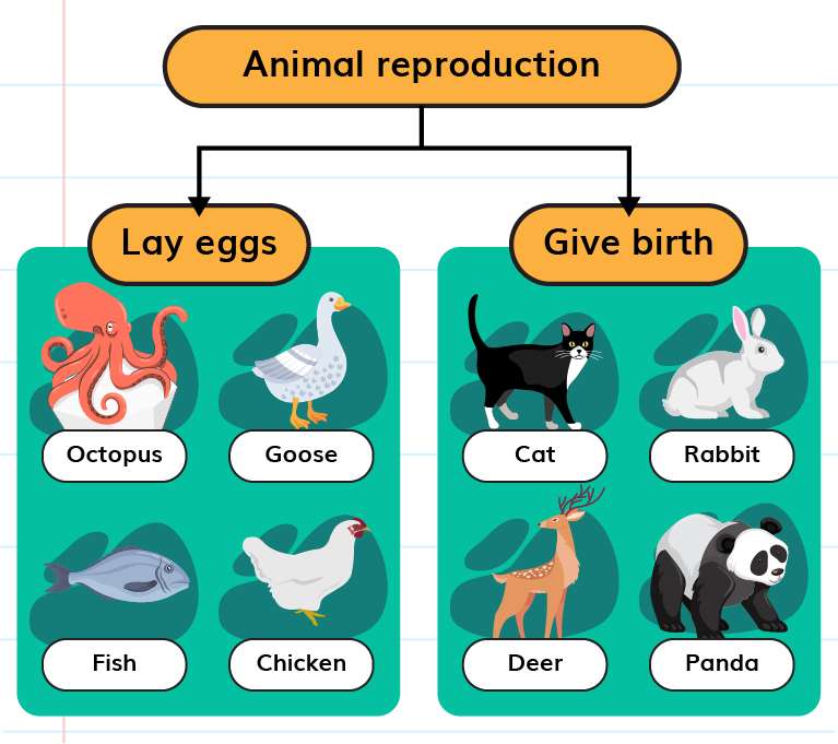 Reproduction and Growth in Animals
