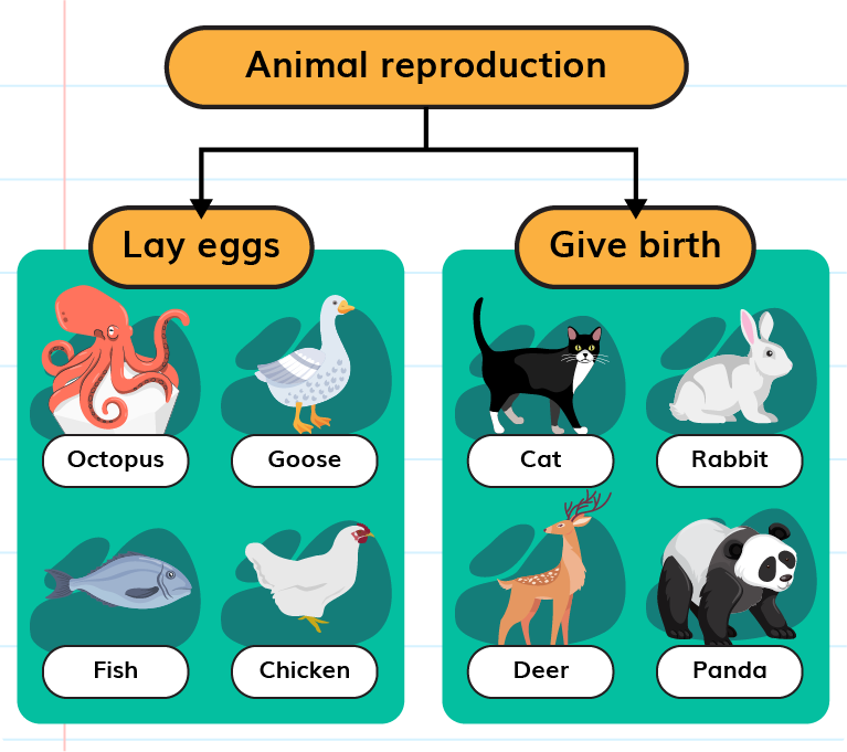 Top 136 + Which animals lay eggs and which give birth - Inoticia.net