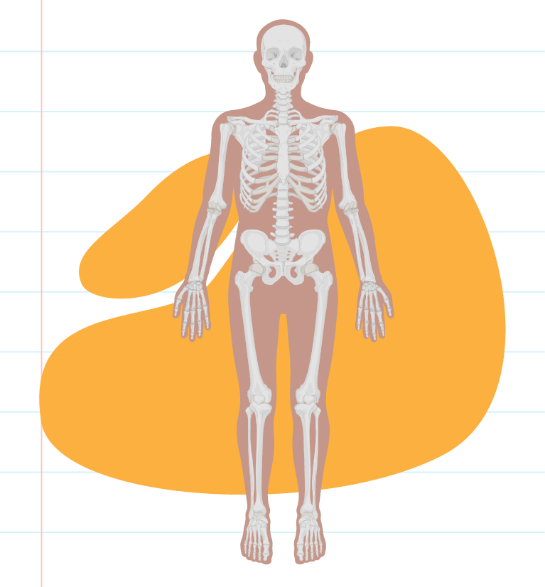 human-skeletal-system