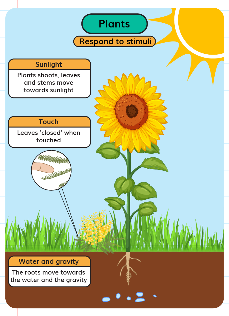 response to stimuli plants