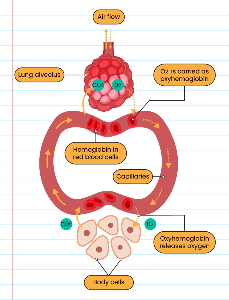 Movement And Exchange Of Gases In The Human Body