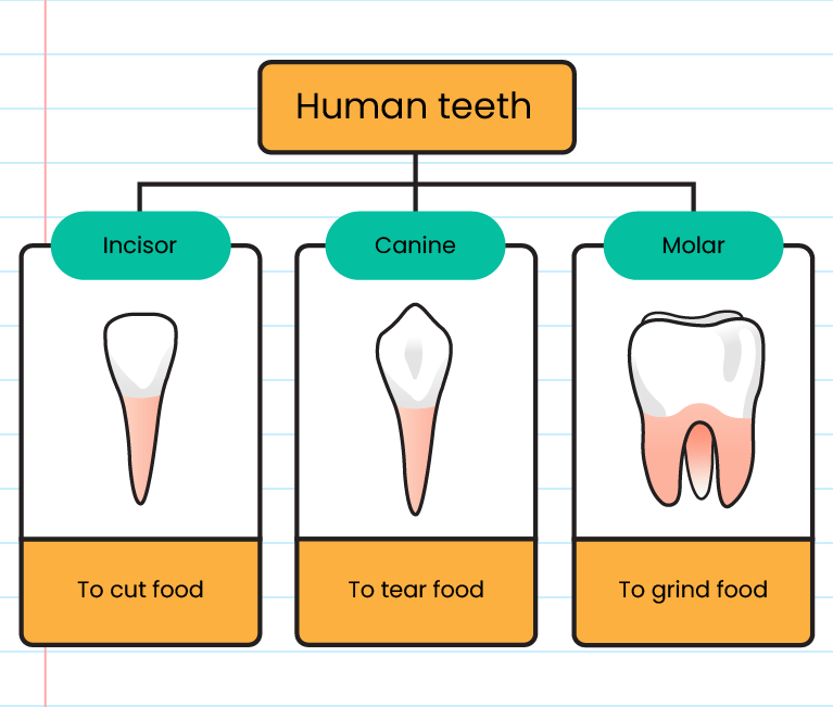 Human Tooth Structure For Kids Types Of Teeth Structu