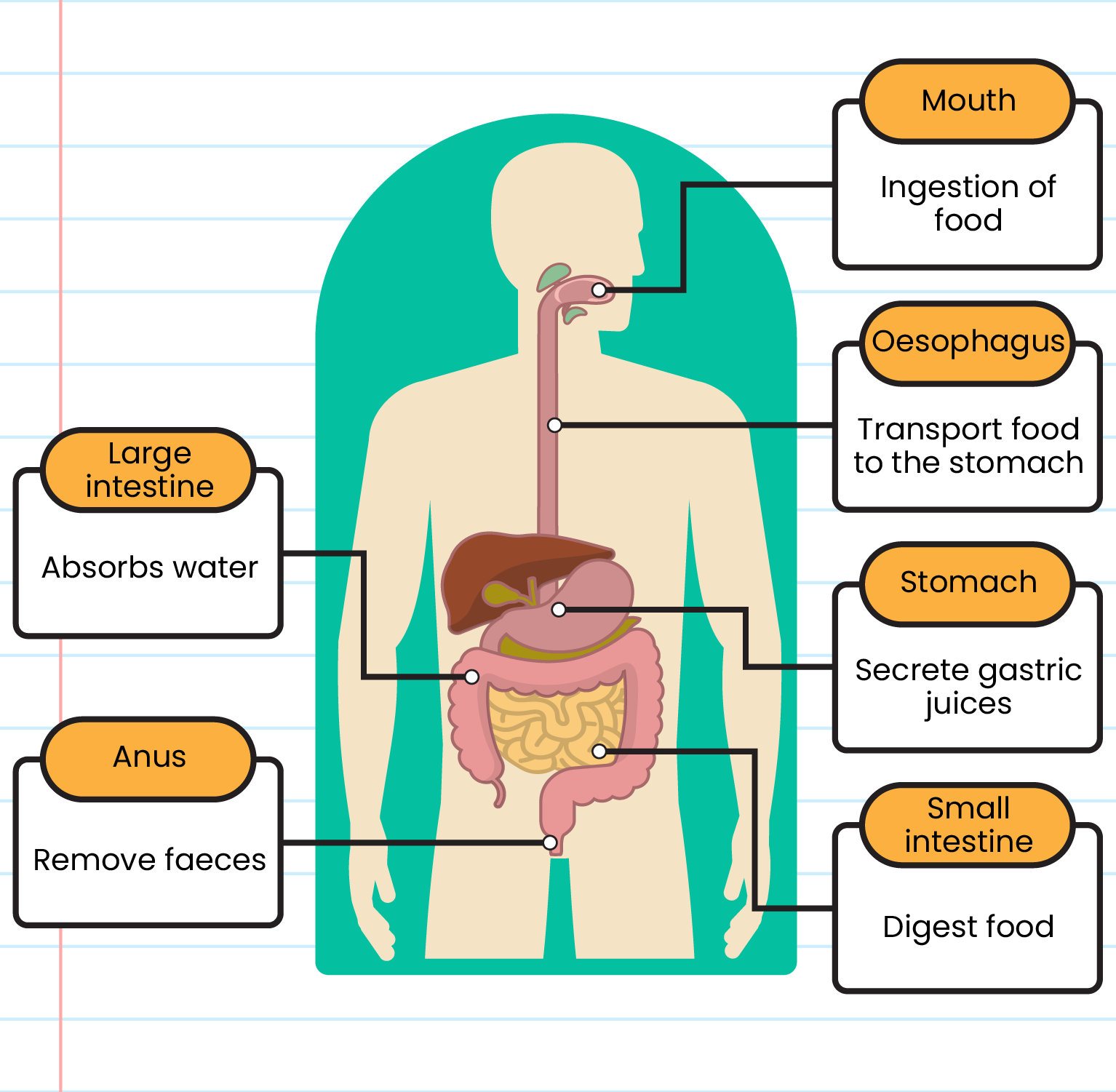 biology essay on digestion