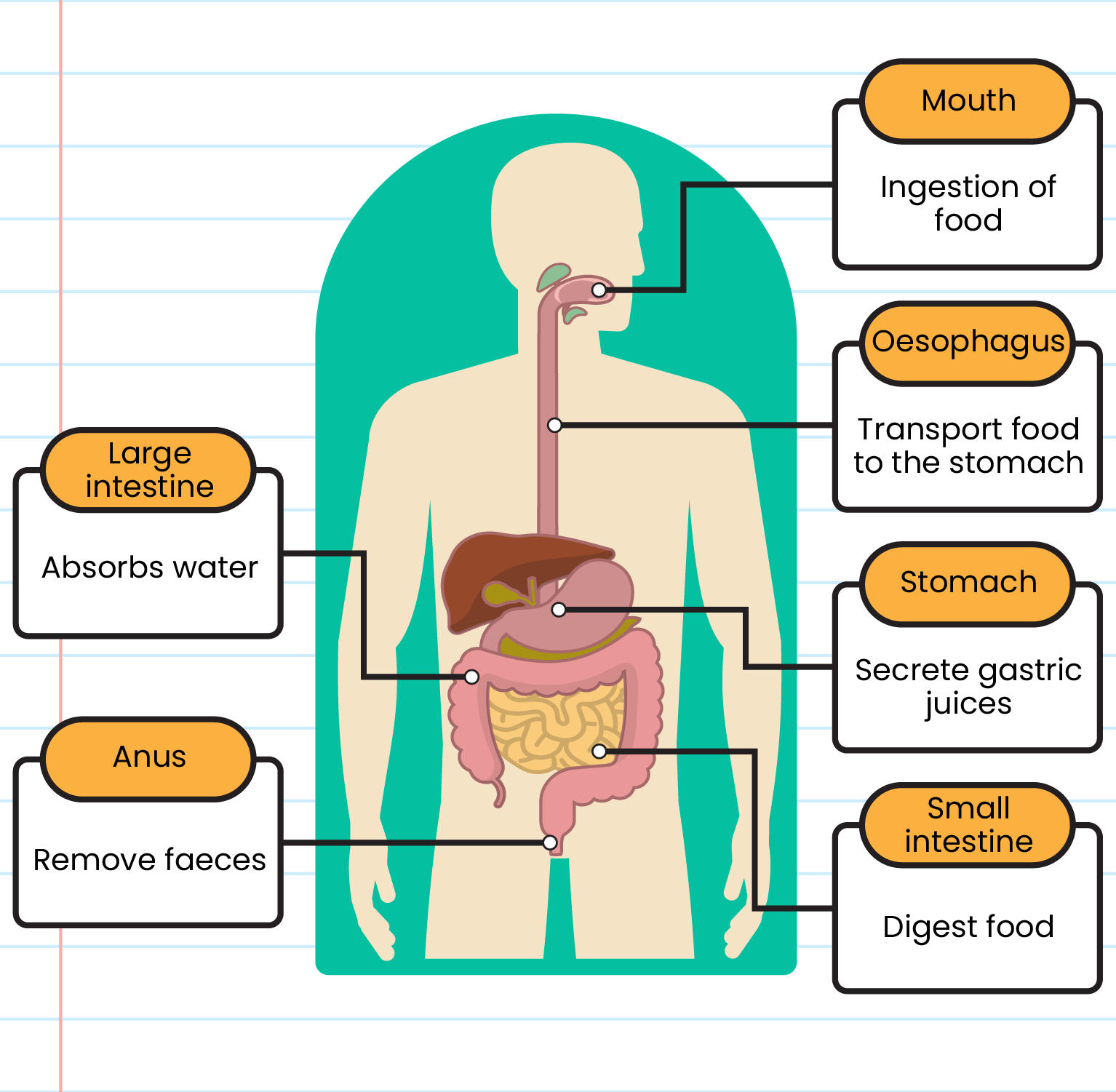 essay on how the digestive system works