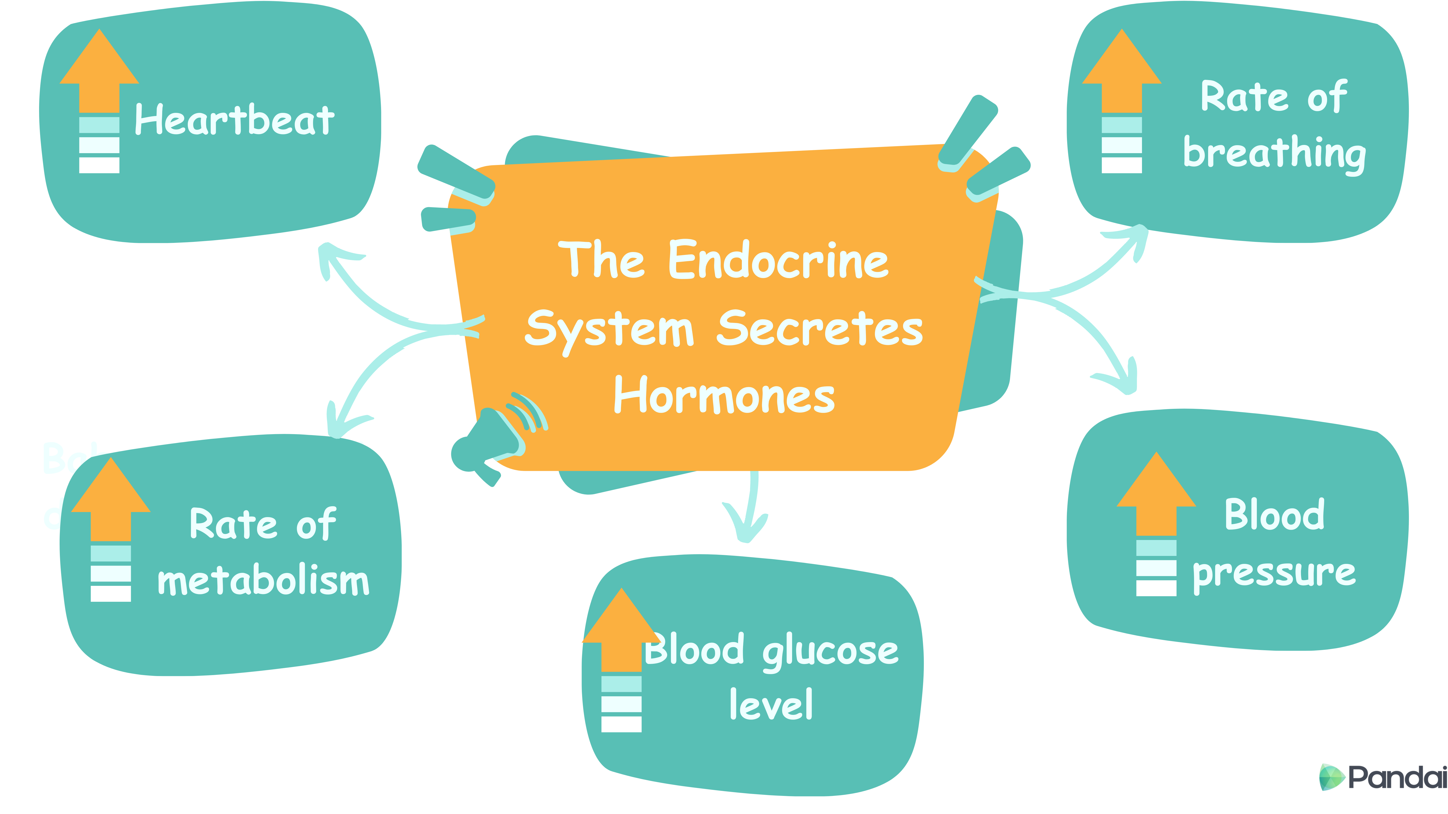 The Endocrine System Secretes Hormones