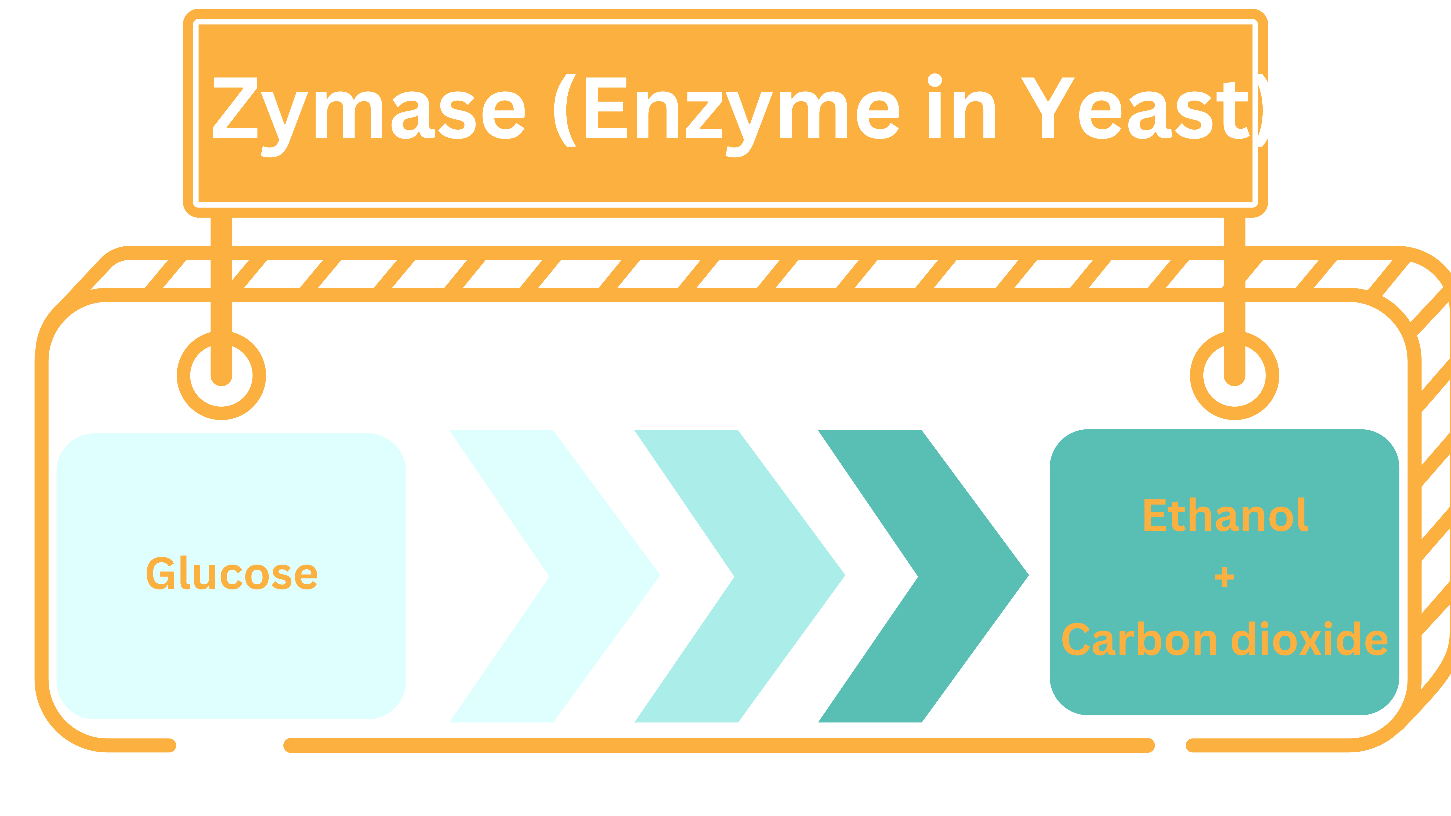 Enzyme in Yeast