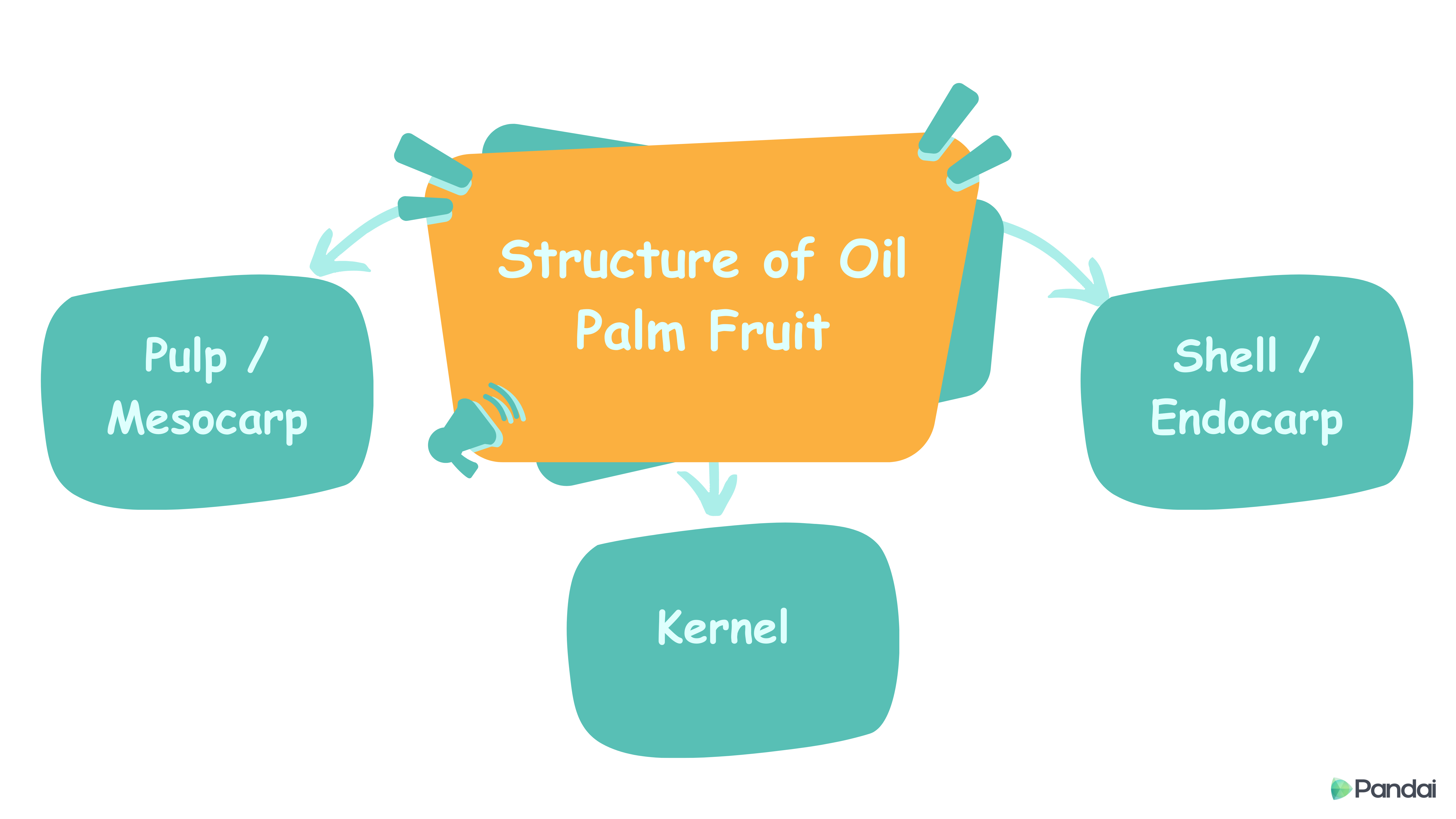 Structure of Oil Palm Fruit