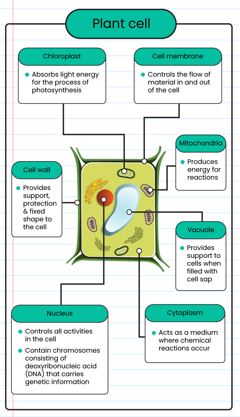 plant cell diagram labeled with functions